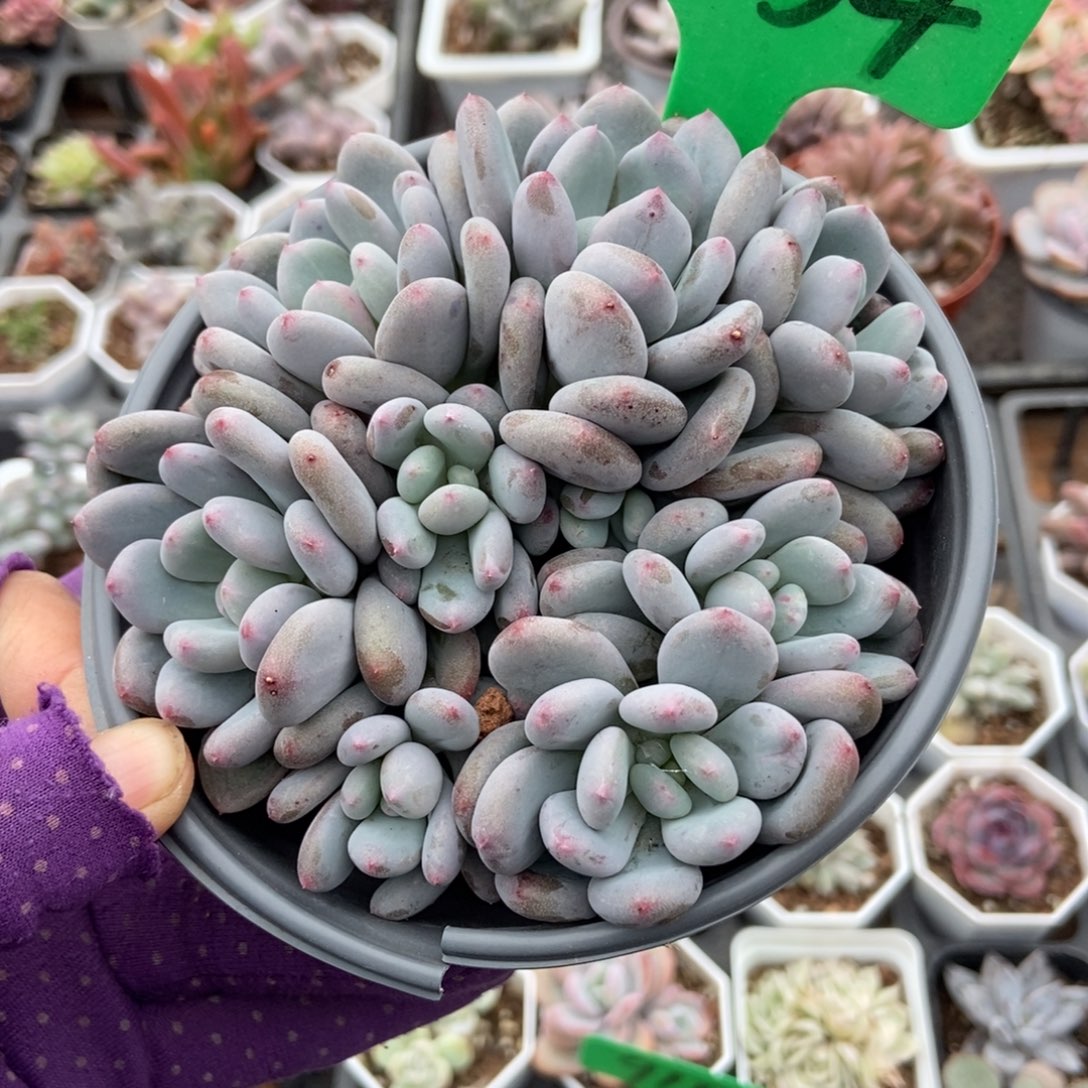 1634香香雪多肉植物多肉