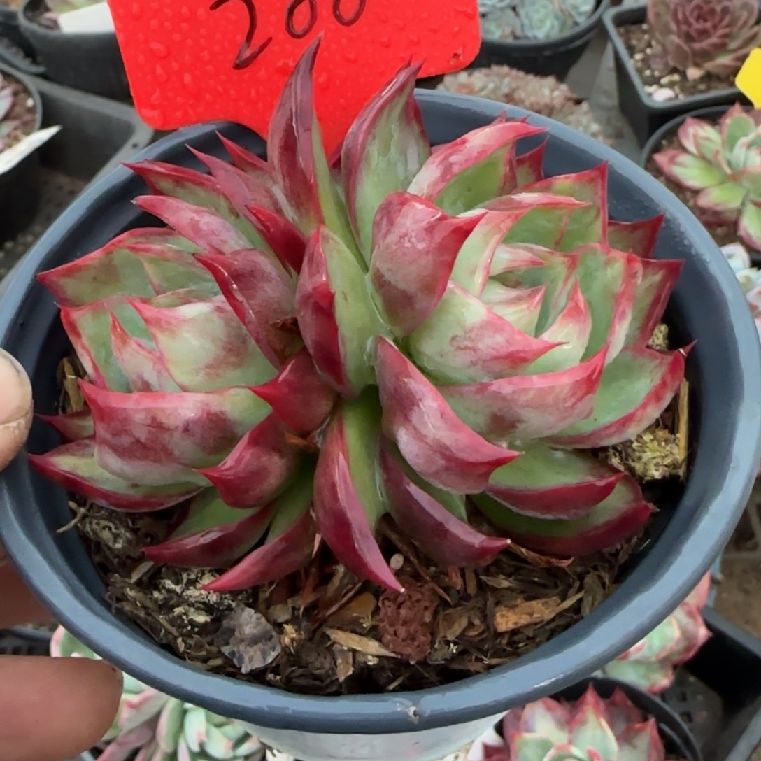 血斑惊鸿一物一拍包装收缩花旱200