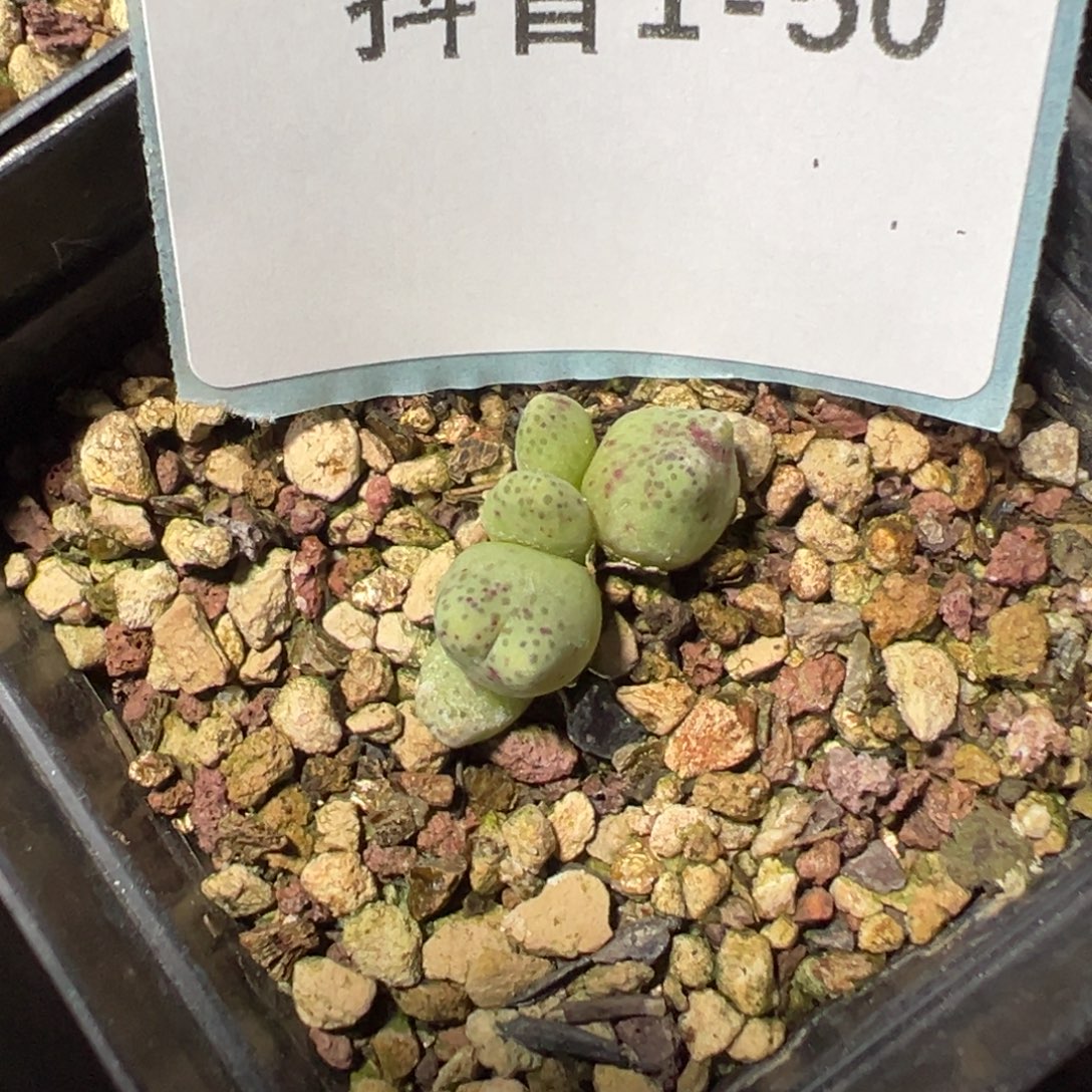 1-50斑马多肉植物