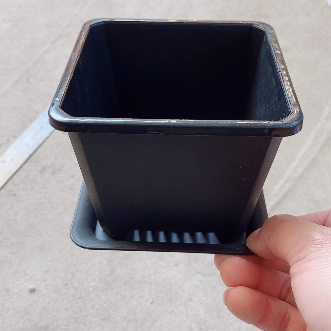 塑料升级款景天12方黑色盆10个带托盘