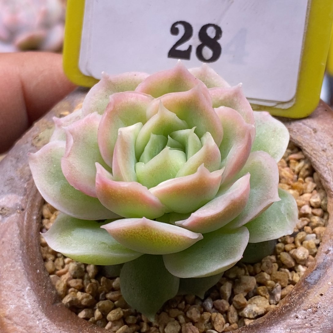 528水晶虾饺多肉植物