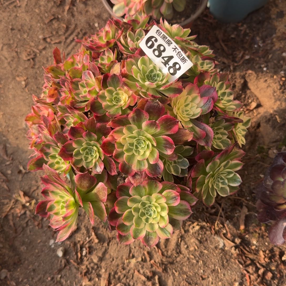 法师海王6848 19-7