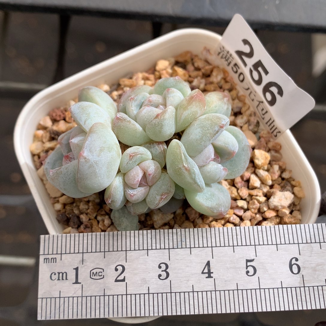 256。翡翠冰玉七头小脸老桩。