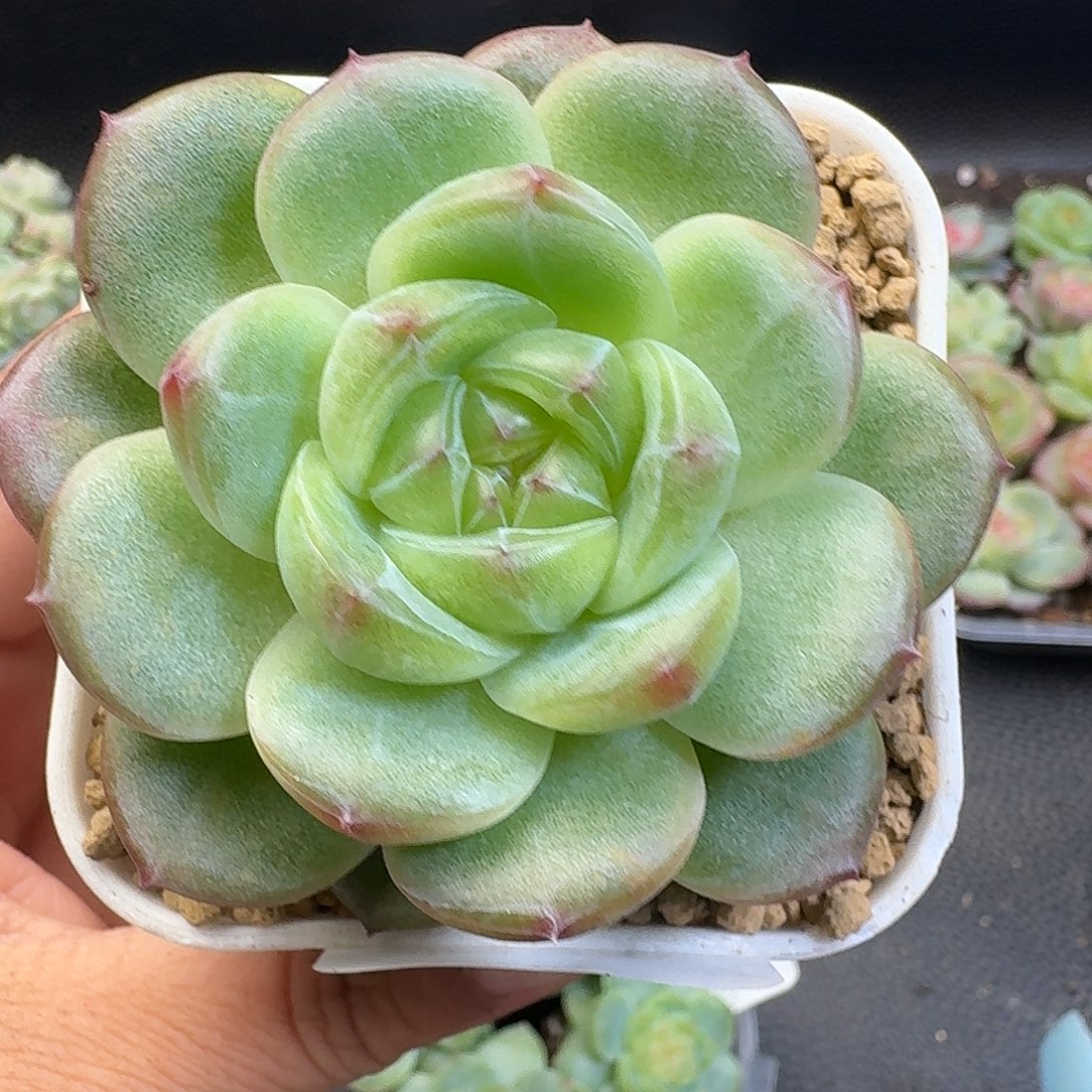 一物一拍一物一拍917-731