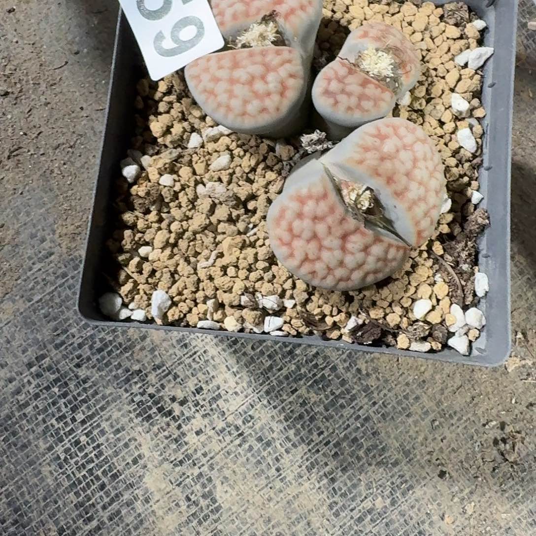 白***人生石花一物一拍859