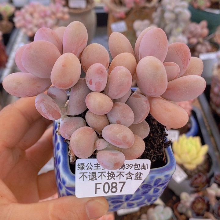 糖果桃蛋老桩9cm087多肉植物