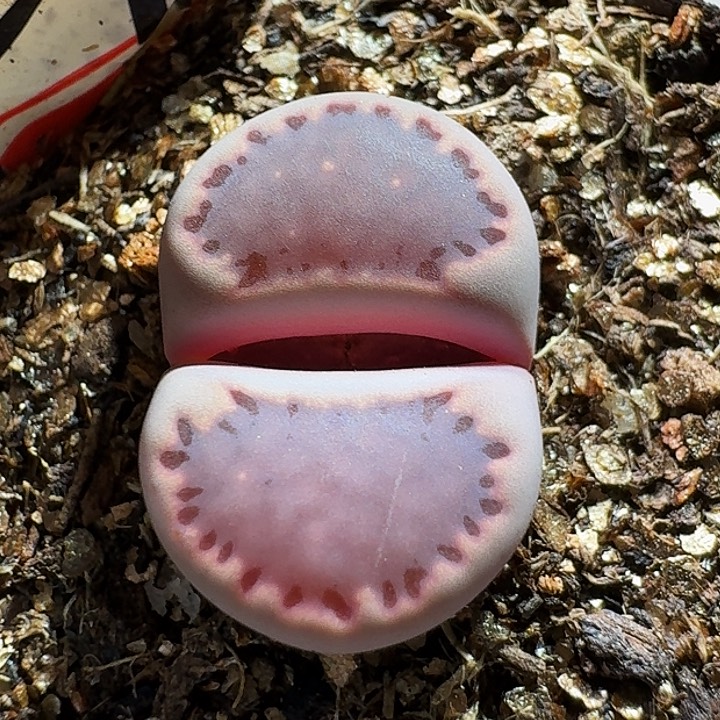 生石花233:：：。  39