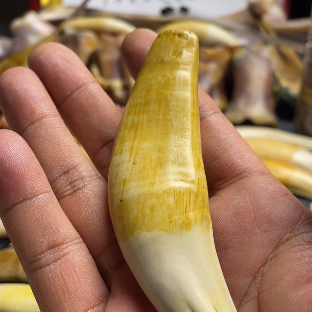 驼骨把件高仿牙牙一个