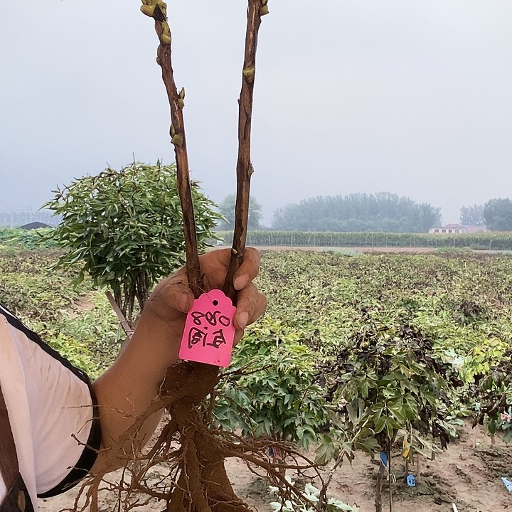 完全开放吉**舞金阁