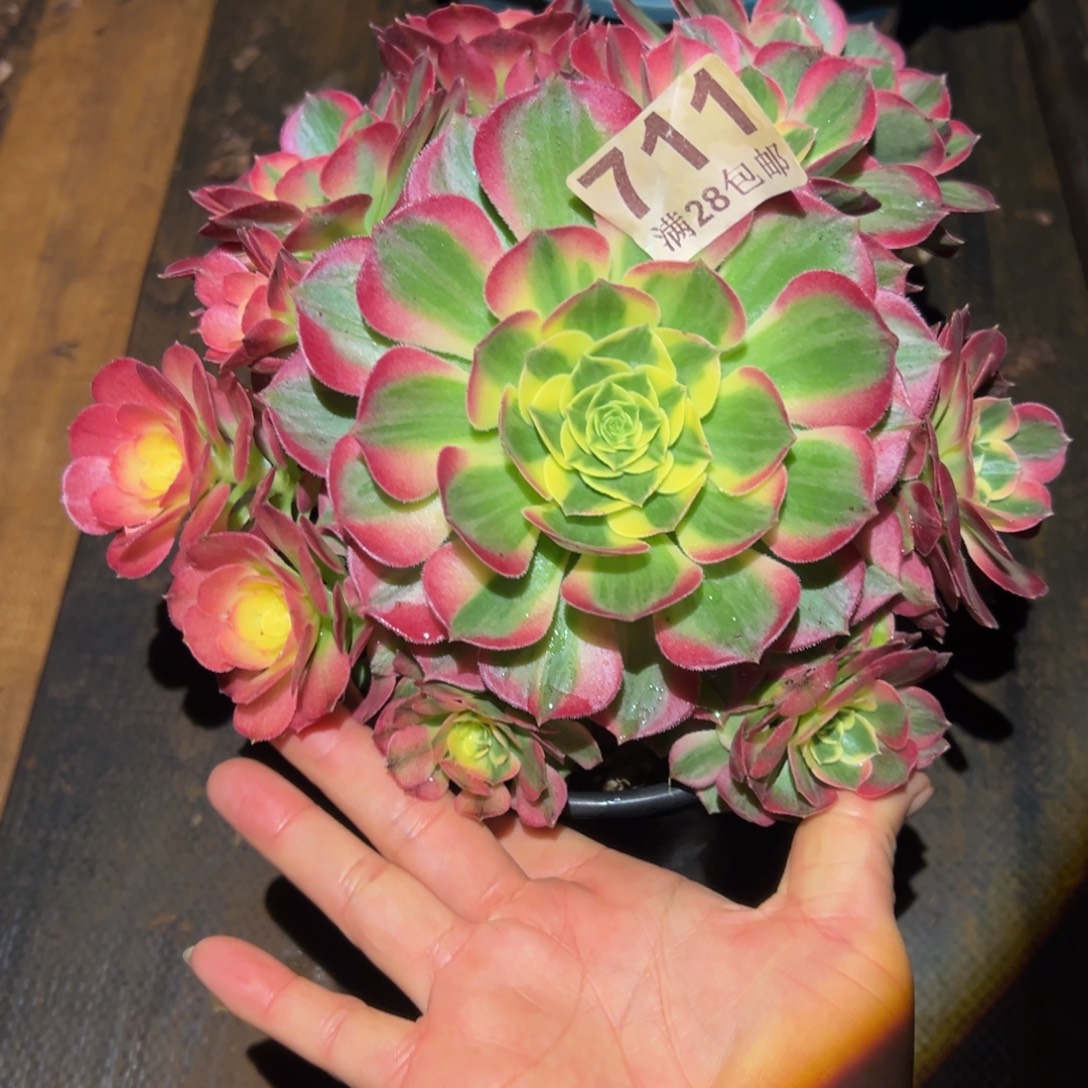 多肉植物711海仙的