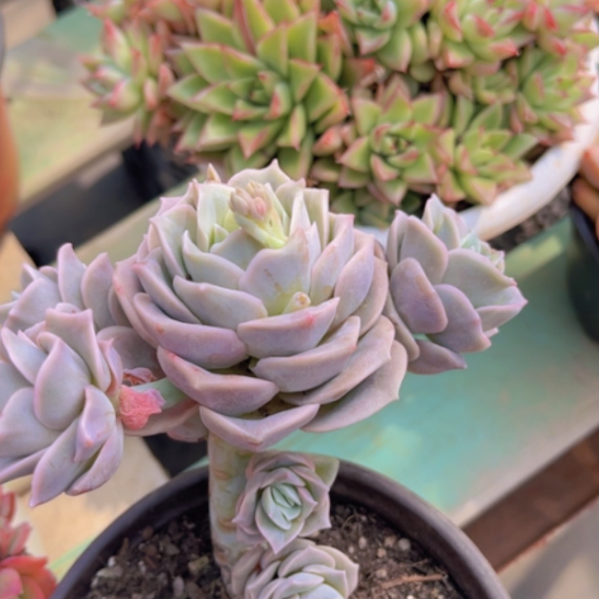 【闪购商品】可爱玫瑰20134