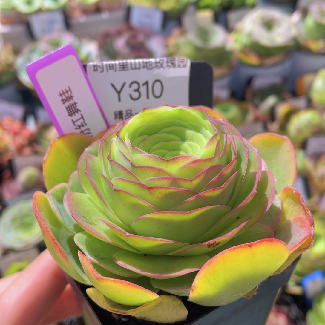 粉红舞鞋多肉 310一物一拍