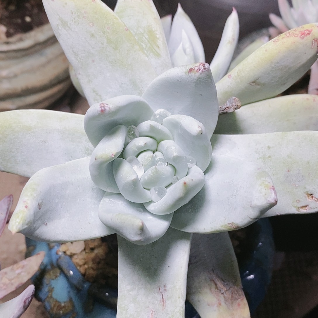 【闪购商品】哈哈哈哈赛丽娜2025多肉