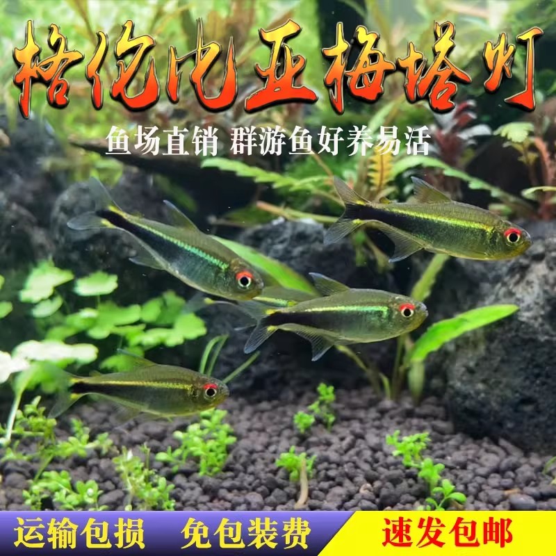 哥伦比亚梅塔灯鱼蓝线梅塔南美草缸小型群游热带观赏鱼淡水活体鱼