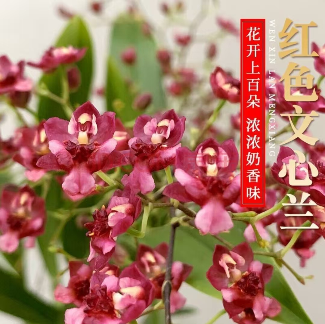 红梦香兰【4-6花】带花剑原盆原土办公桌室内室外盆栽好养绿植喜庆