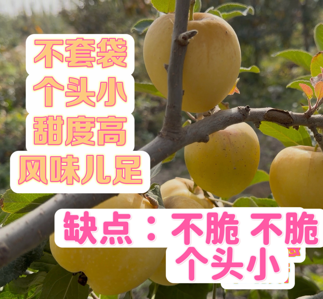 晚熟晚采新疆阿克苏维纳斯苹果