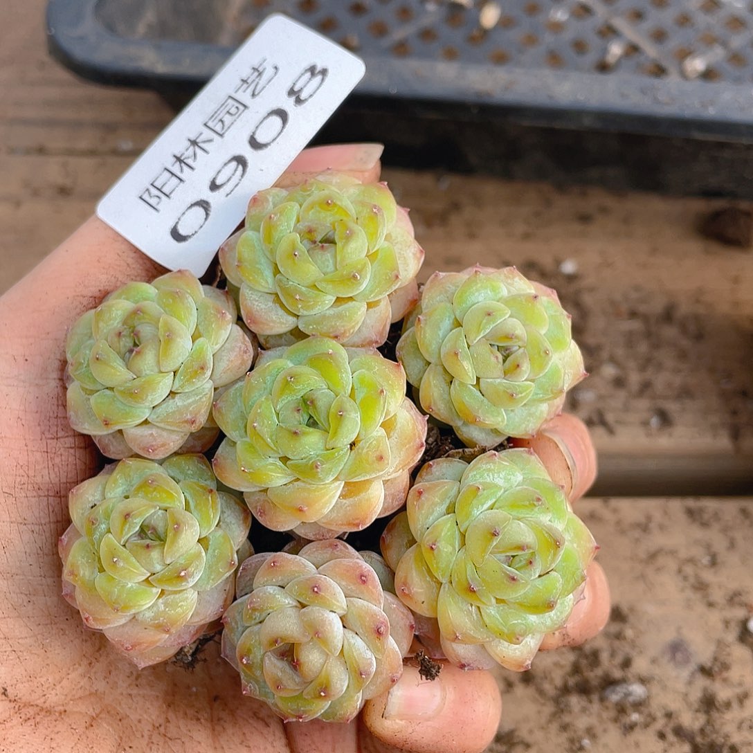 多肉植物多肉植物908