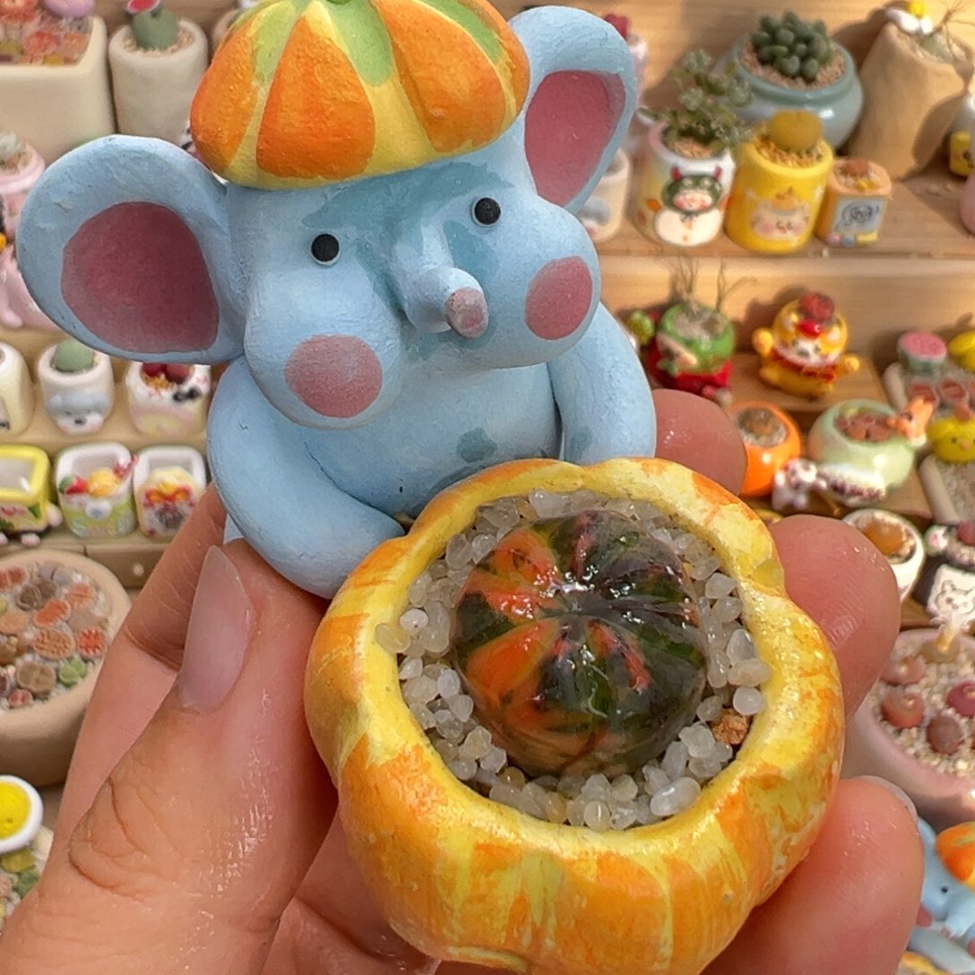 多肉植物35号兜锦