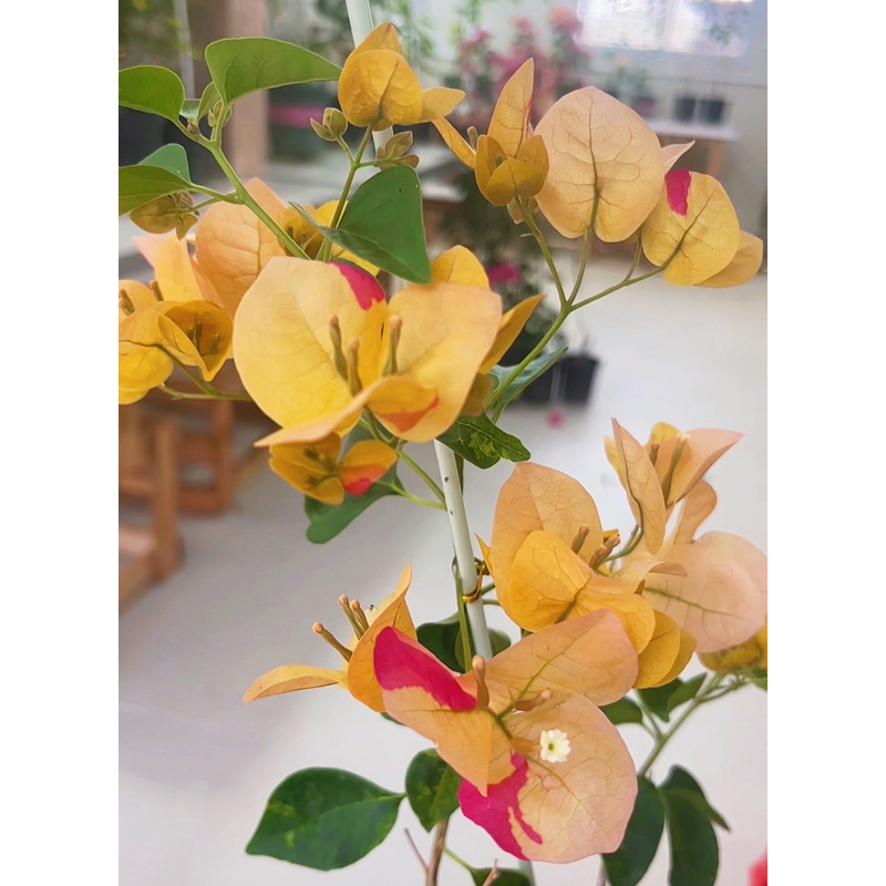 {缤纷} 嫁接盆苗 爬藤垂吊飘枝