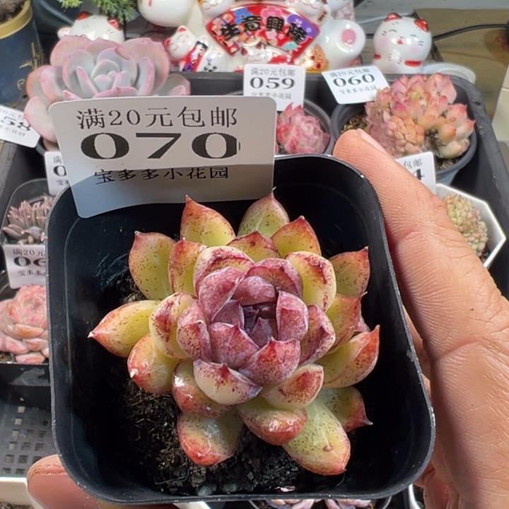 黑水晶杂交一物一拍多肉满20包邮明天发货