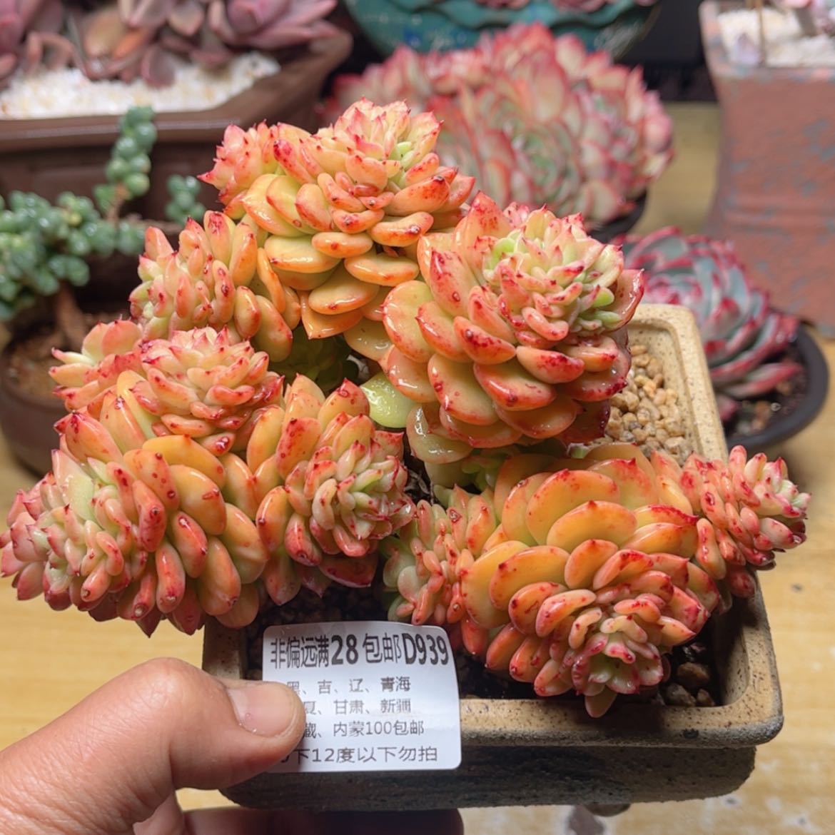 【闪购商品】939腊牡丹