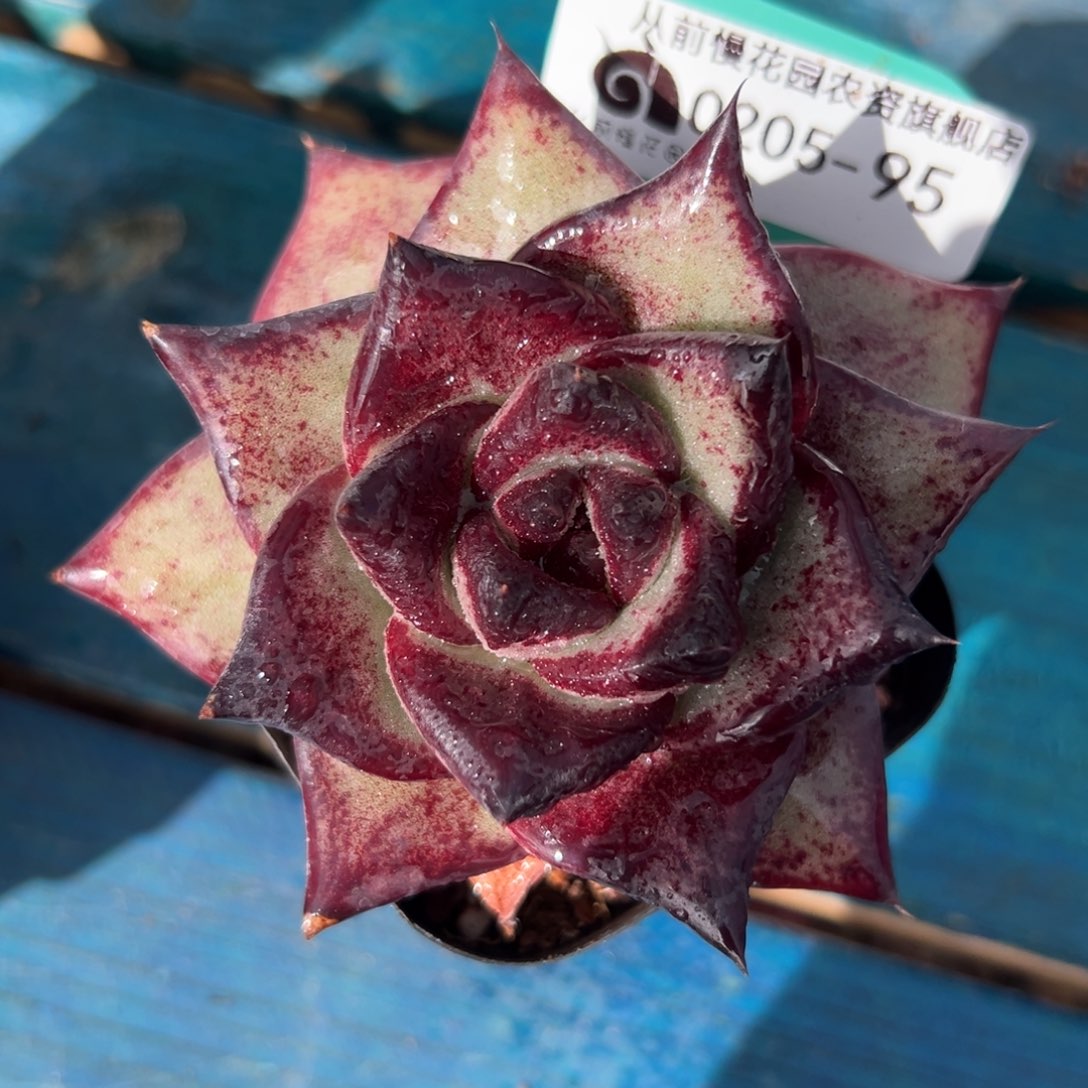 多肉一物一拍0205-95