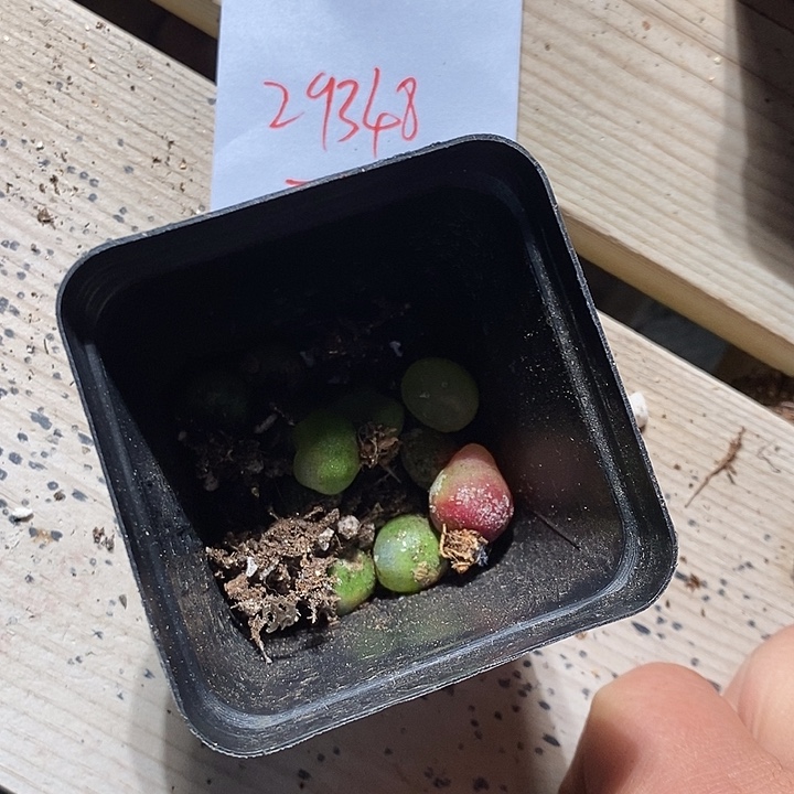 叮***当29348。    寄养发货。     