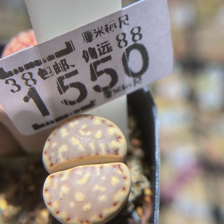 zzzzZzzz冲冲冲1550高特