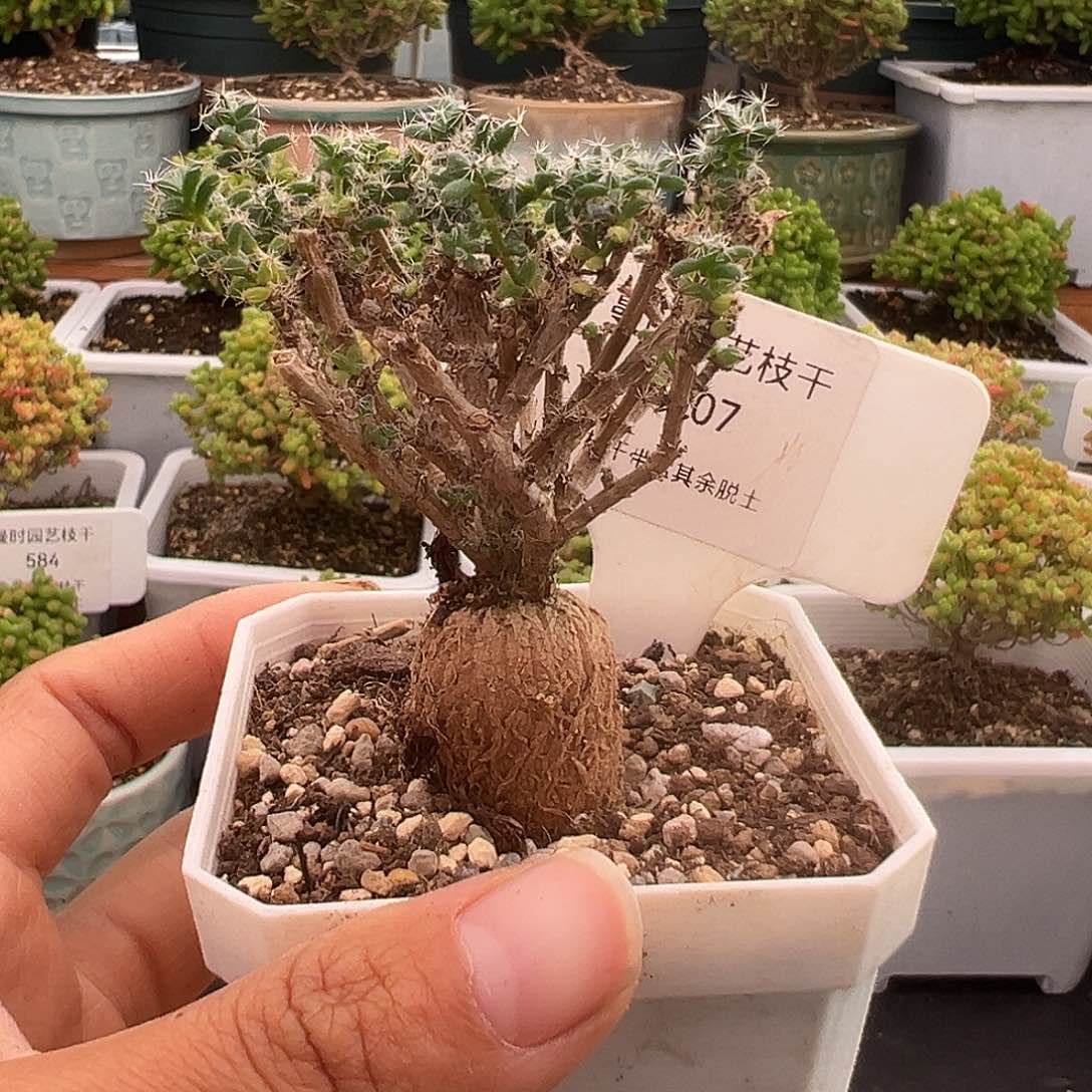 507号姬红小松12.20多肉