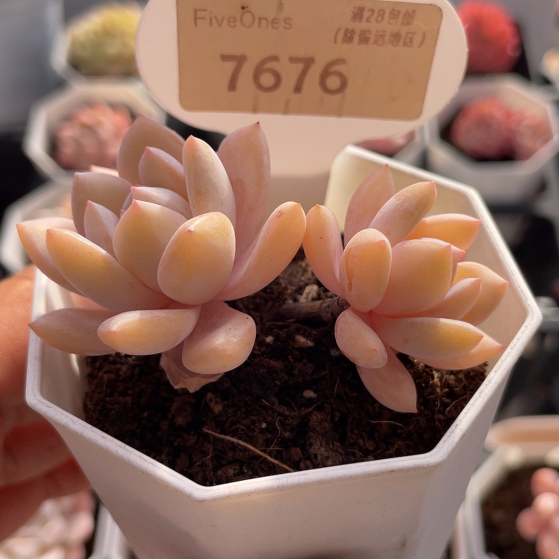 梦之雪7676-6.0厘米