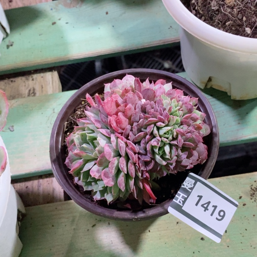 【闪购商品】朱砂痣1419