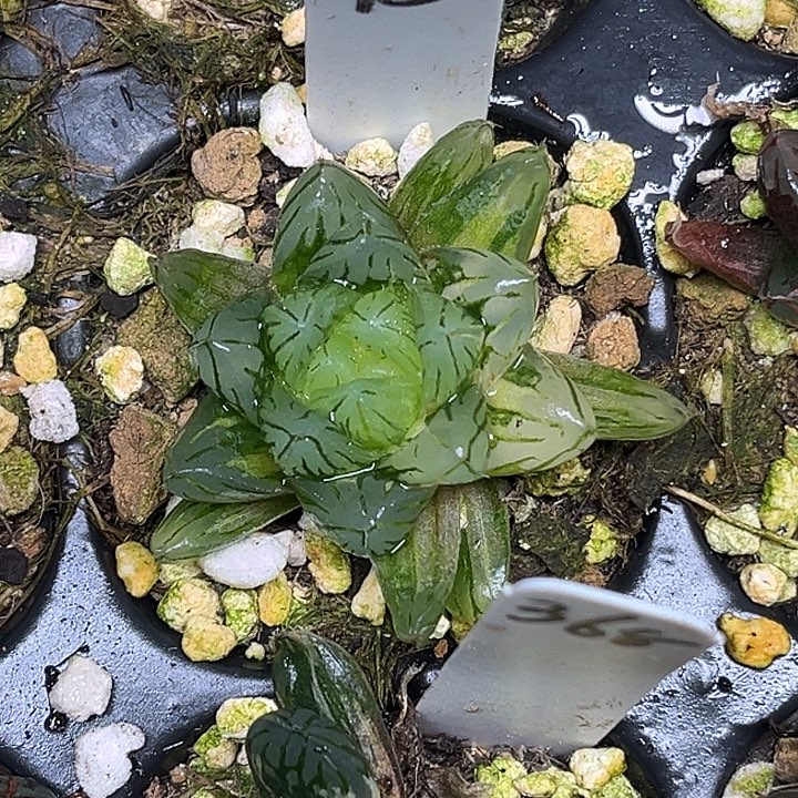 75龙鳞玉露锦脱土发货