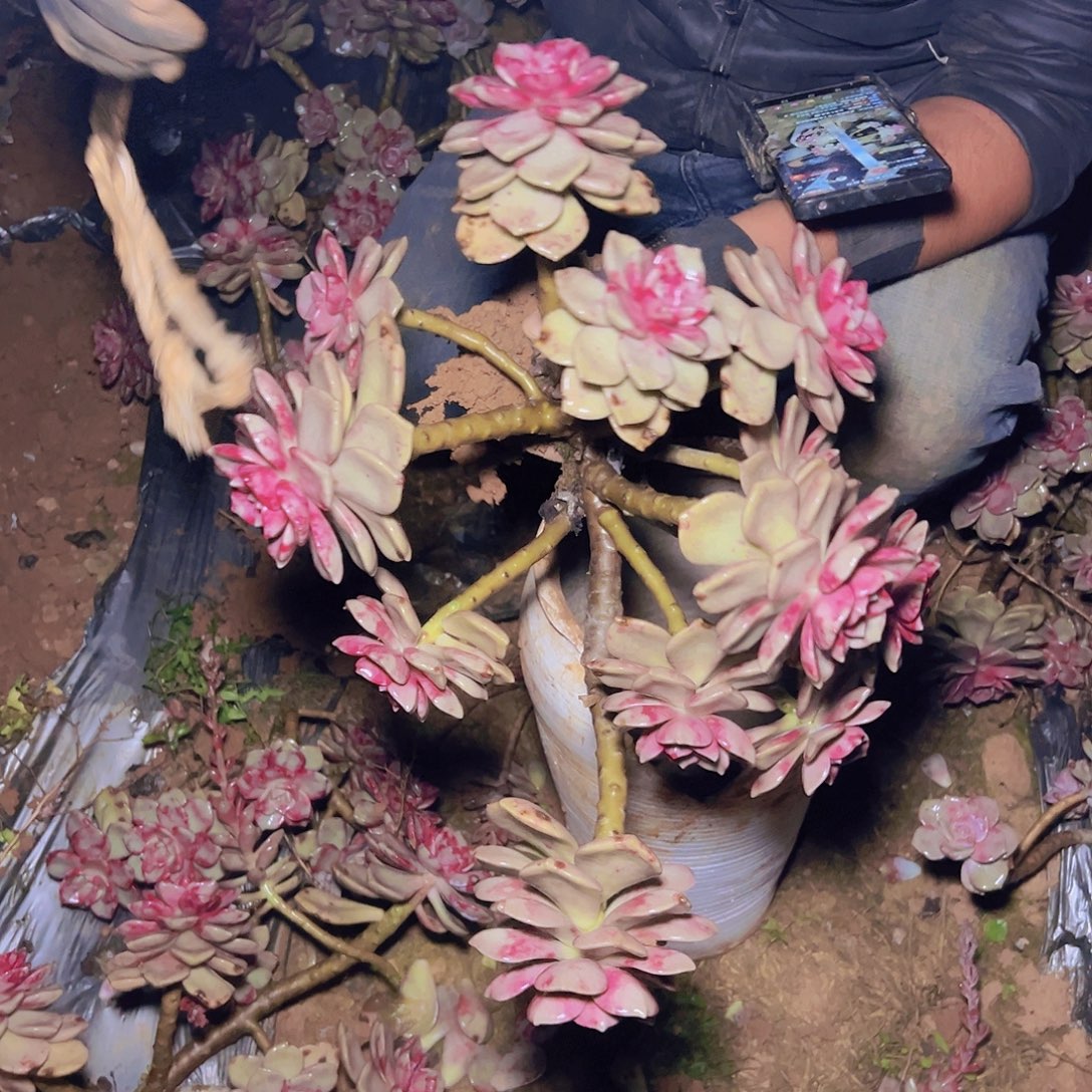 鹅肝紫乐老桩多肉一棵