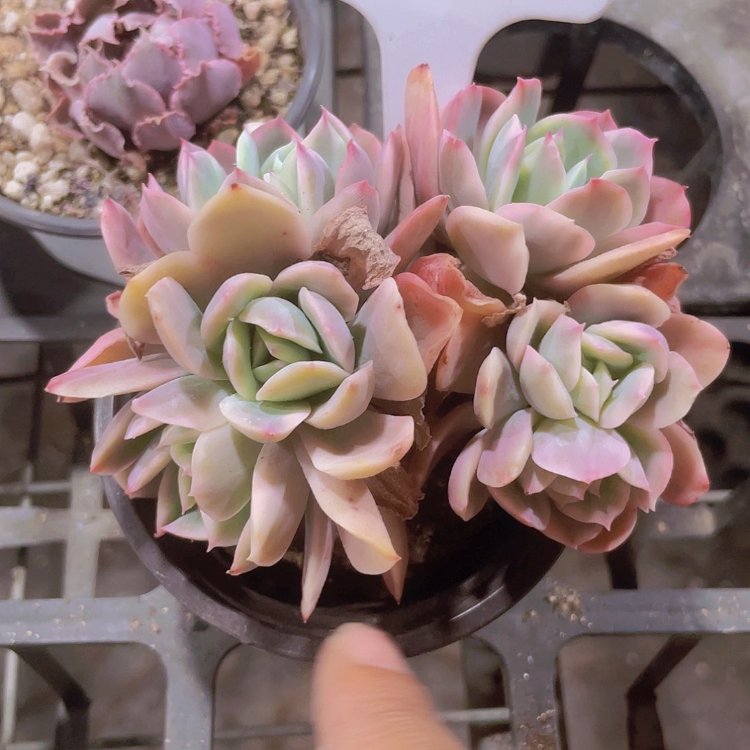 绮罗锦a040一物一拍