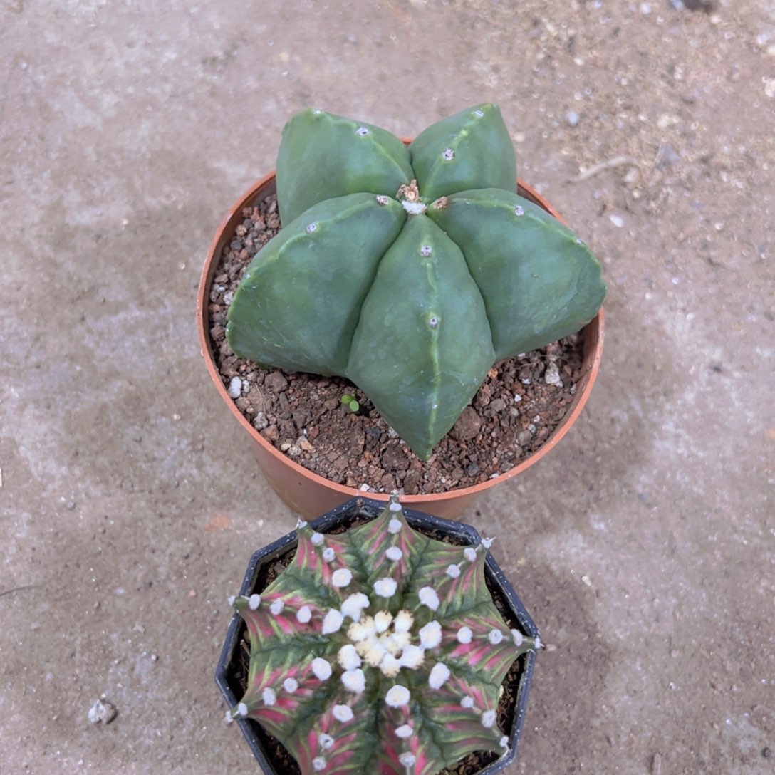 我是一言不合就发疯