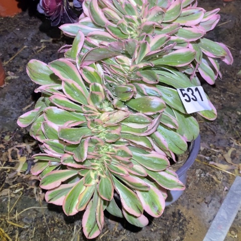 艳姿锦缀多肉植物法师不包损