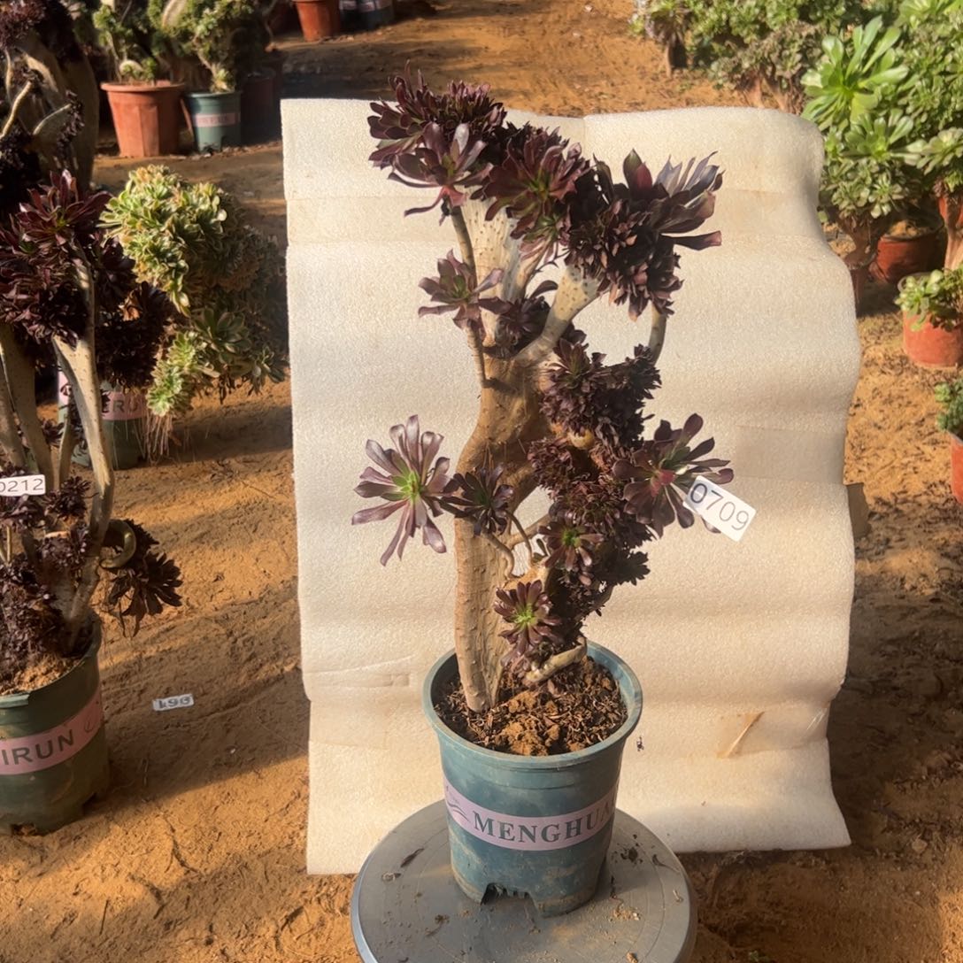 伤多黑缀709高度44厘米