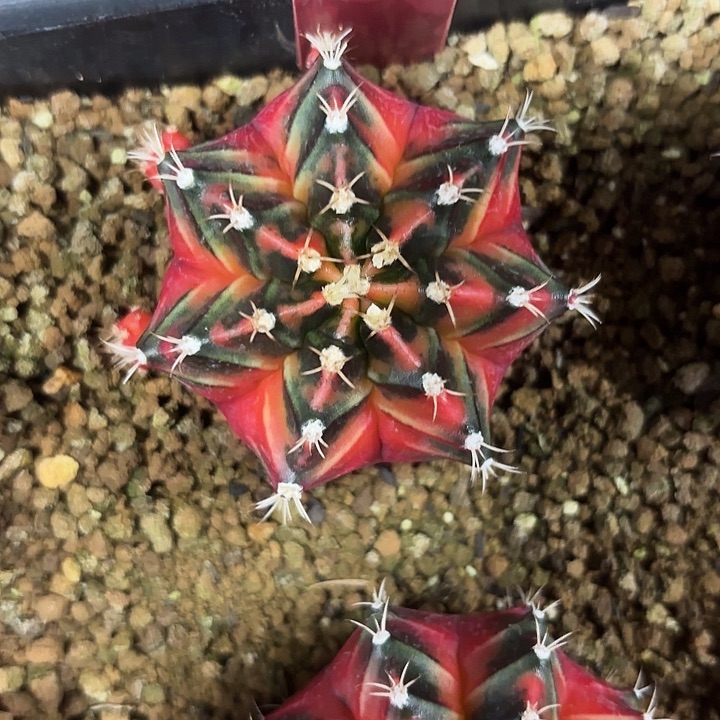 603-0614泰国发货