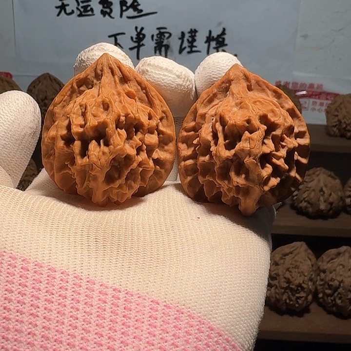 风***志秦岭野生帝王官帽