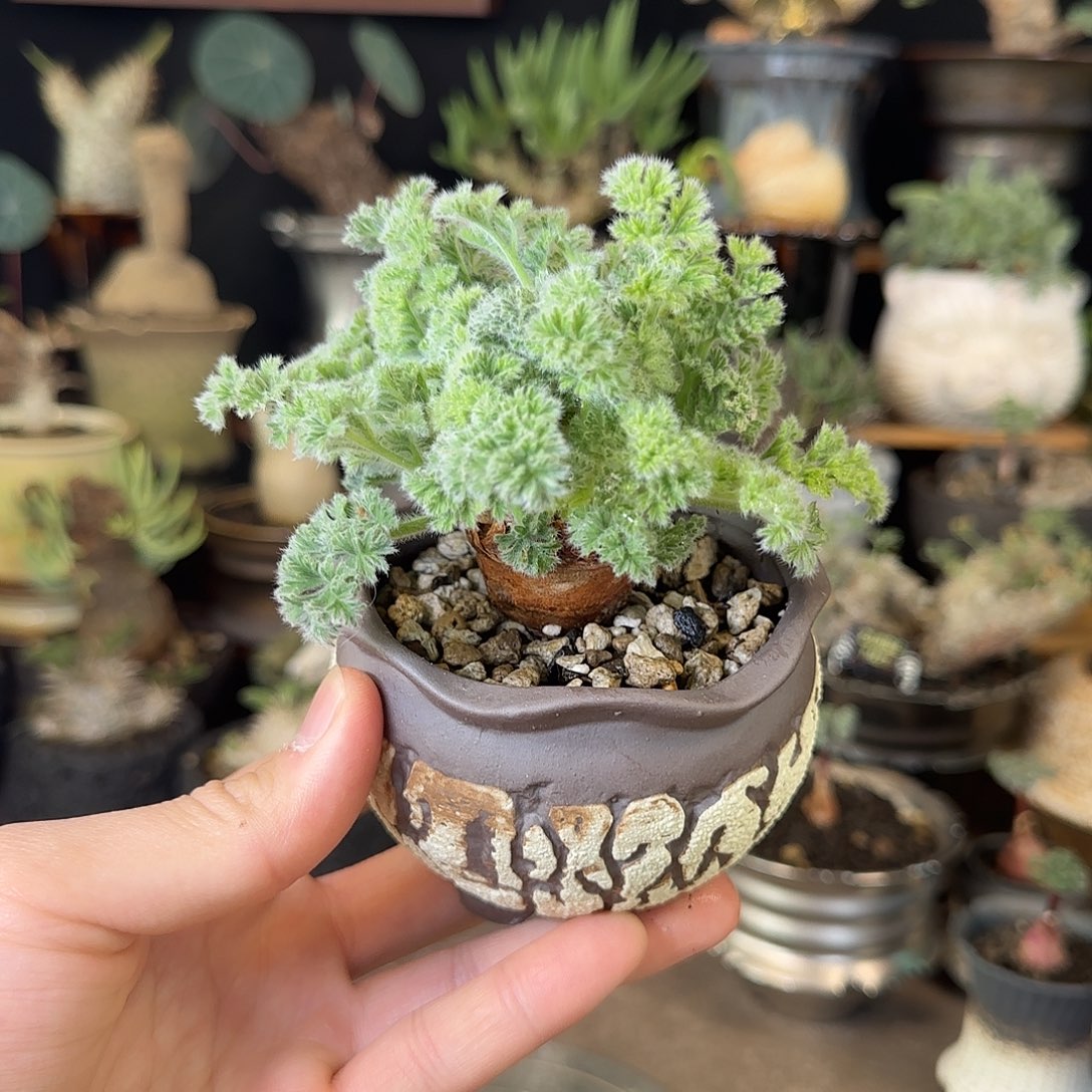 一物一拍羽叶洋葵98