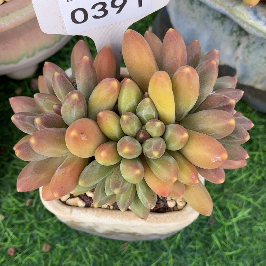 多肉植物0391 满30包邮