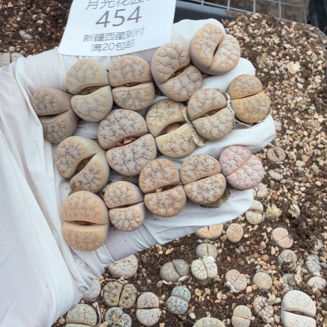 好看我好期待这几454哈哈