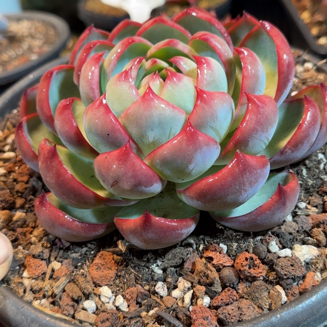 *****惊鸿一物一拍包装收缩花旱102