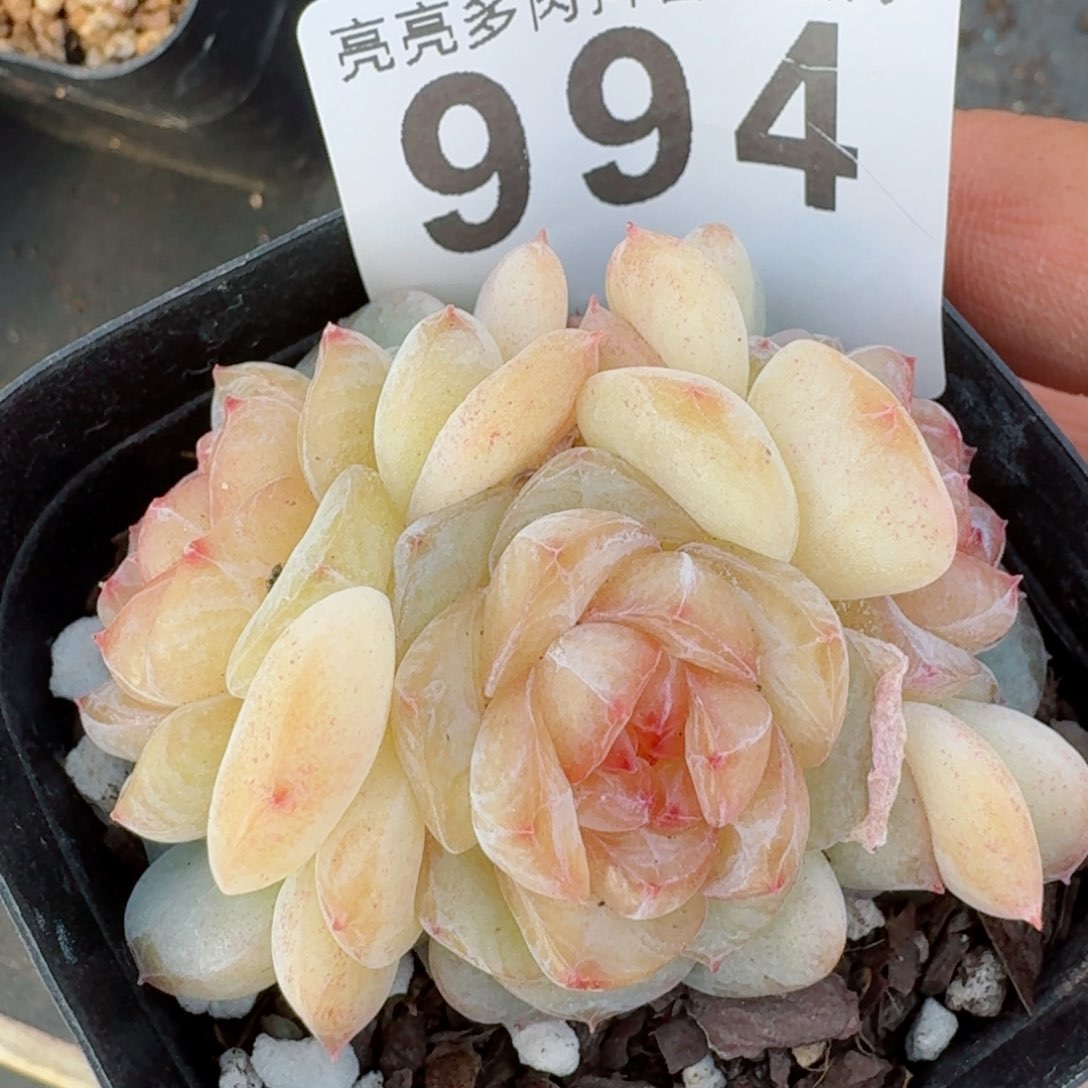 软糖珍妮群生         精品多肉