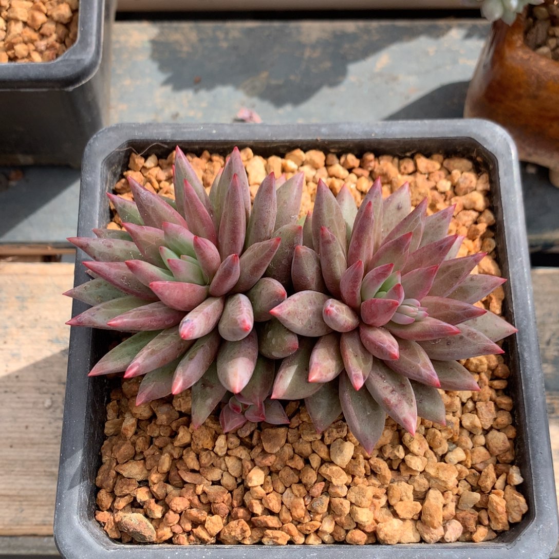 虞美人羽毛纹双头