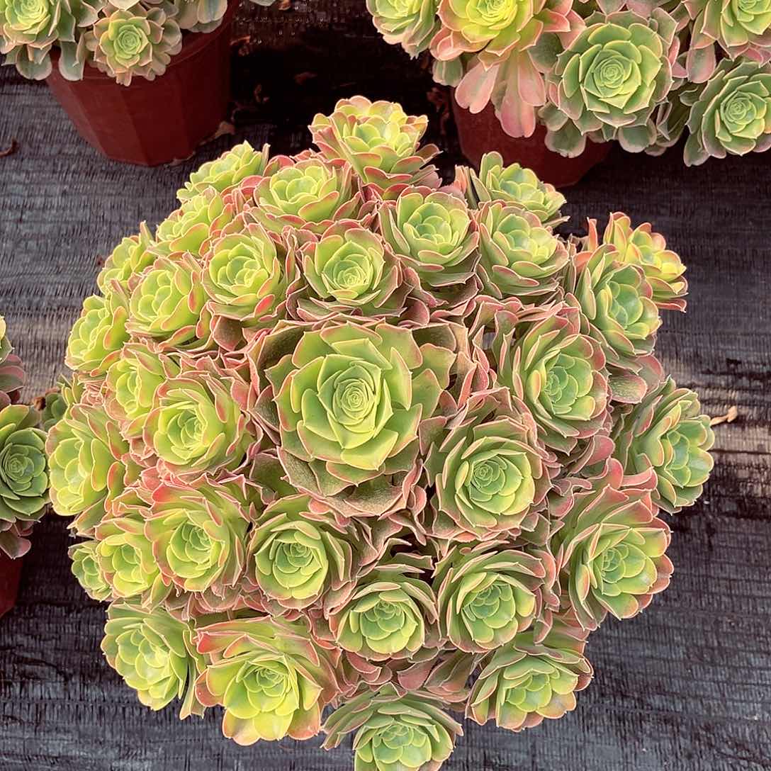 法师多肉植物特斯拉