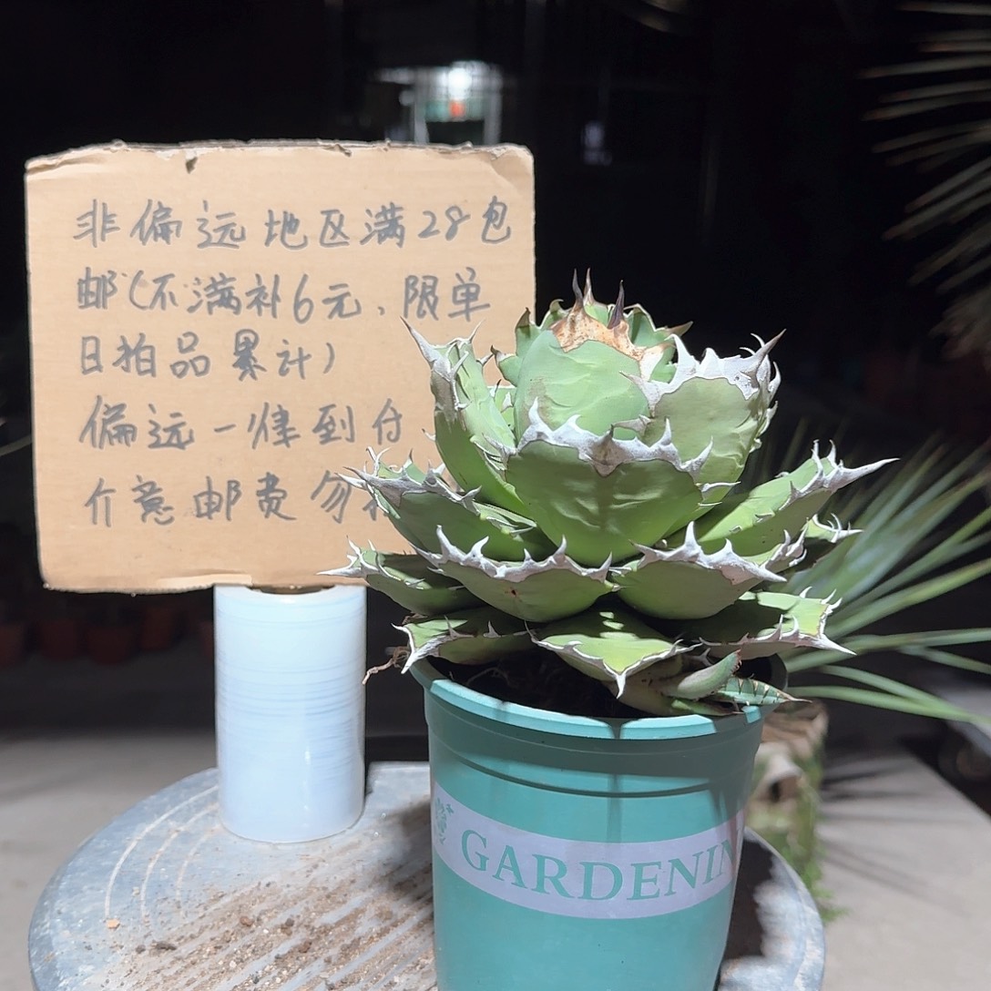 完全开放姬仁王冠龙舌兰