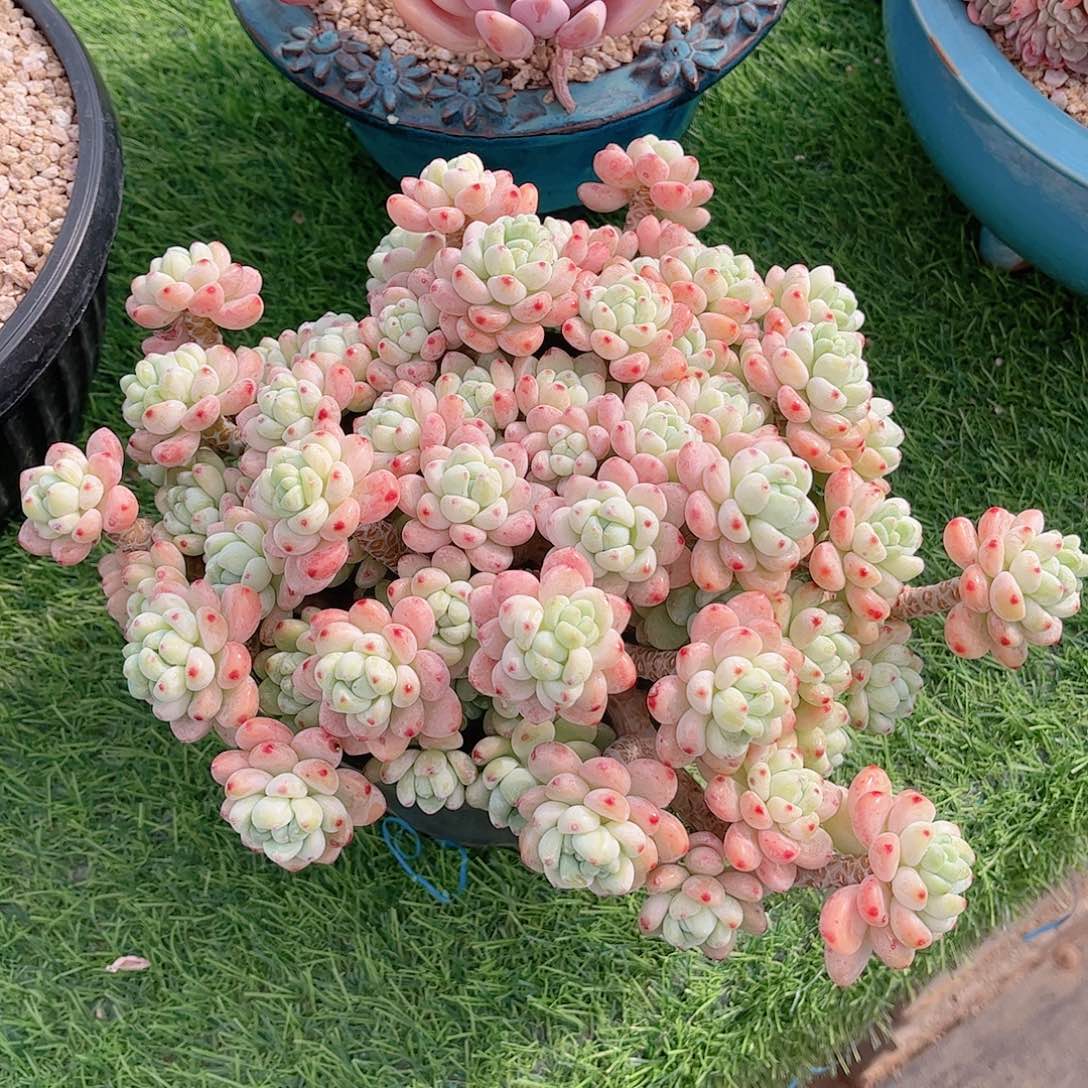 吐****了韩版樱花罗琦多肉