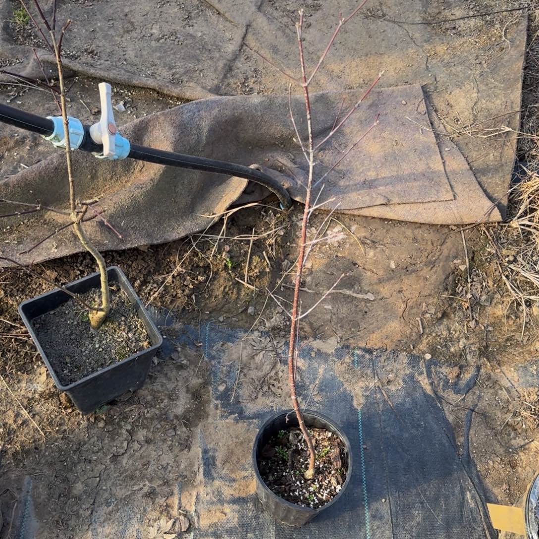 无花朵各种各样的品种