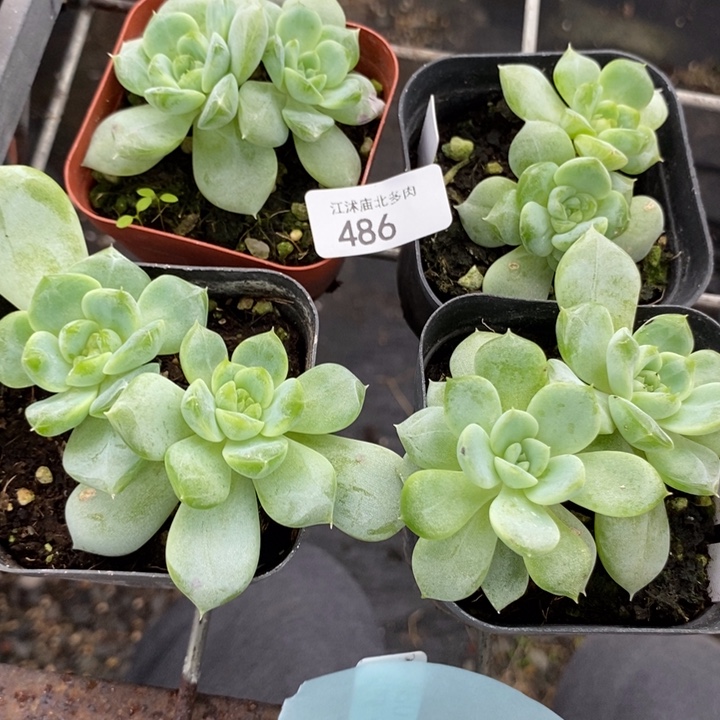 标486黄甜心t10一个量拍